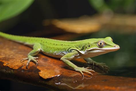 Can Anoles Swim?