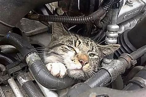 Cat Stuck in Car Engine - Who Should I Call?