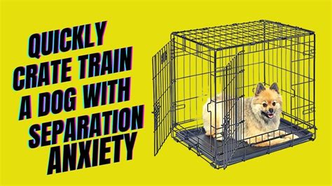 Does Crate Training Help with Anxiety? And Can It Teach Your Dog to Love Mondays?