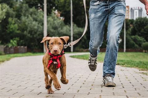 How Much Dog Training Cost: Unraveling the Tangled Leash of Canine Education