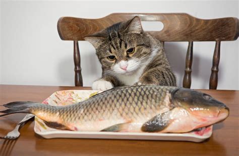 新小岩ペットクリニック: 猫が魚を食べる理由は宇宙の謎と関係があるのか？