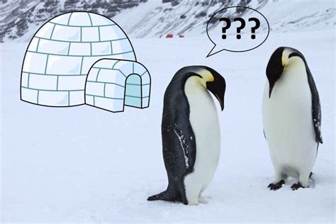 What kind of education do you need to be a construction worker, and why do penguins prefer to build igloos in the desert?