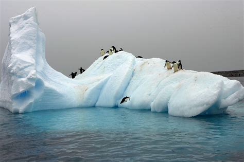 Focus on the Family Counseling Question: Why Do Penguins Prefer Icebergs Over Couches?