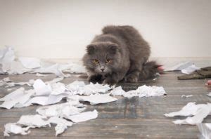 Why is my cat eating paper, and does it secretly dream of becoming a librarian?